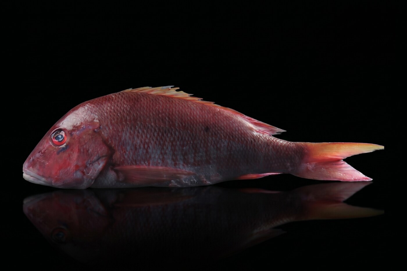 Mutton snapper, whole gilled and gutted, wild caught